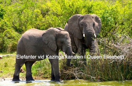 Elefanter vid Kazinga